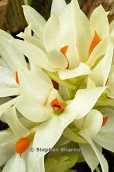 dendrobium bracteosum thumbnail graphic